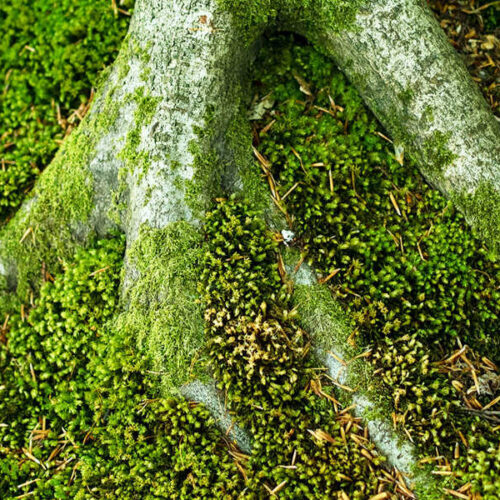 Naturterapi uddannelse: Brug naturen til fysisk, psykisk og social sundhedsfremme