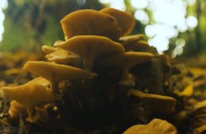 NBMC: Nature-Body-Mind-Community