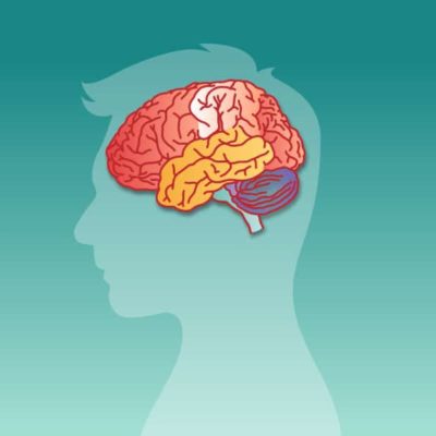 Uddannelse i praksisnær neuropædagogik – Kombineret fysisk & online uddannelse